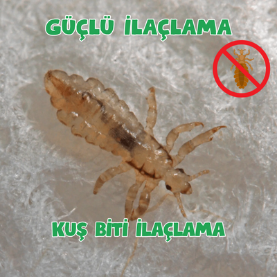   Kuş Biti İlaçlama 0542 188 45 42