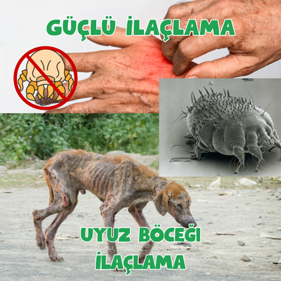 Uyuz Böceği İlaçlama