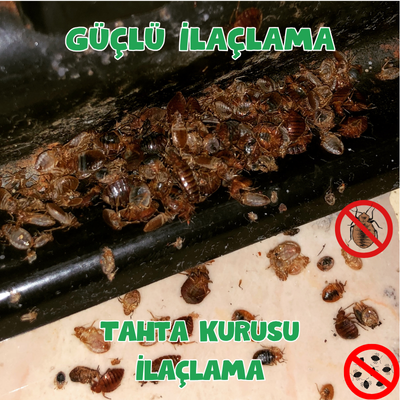 Tahta Kurusu İlaçlama