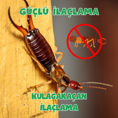 Kulağakaçan İlaçlama