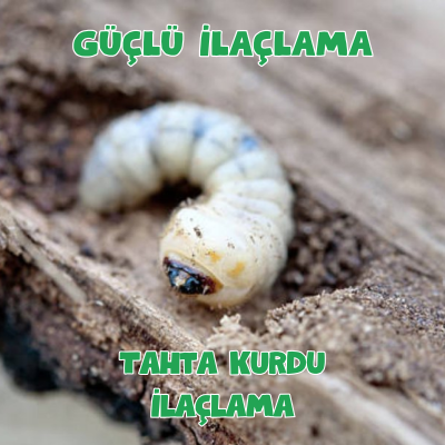 Tahta Kurdu İlaçlama