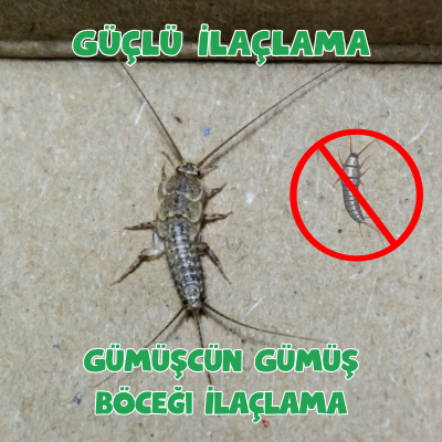 Gümüşcün Gümüş Böceği İlaçlama