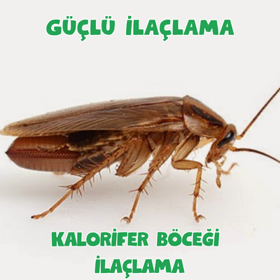 Kalorifer Böceği İlaçlama