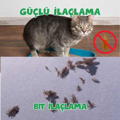   Bit İlaçlama 0542 188 45 42