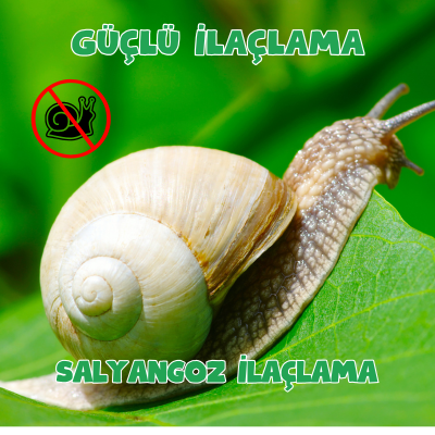   Salyangoz İlaçlama 0542 188 45 42