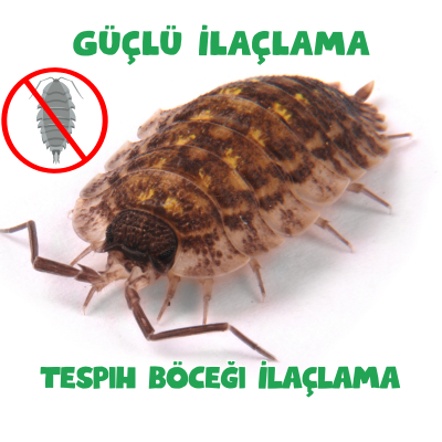   Tespih Böceği İlaçlama 0542 188 45 42